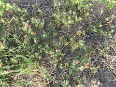 Glandularia quadrangulata