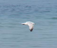 Ichthyaetus relictus