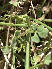 Perityle gilensis gilensis