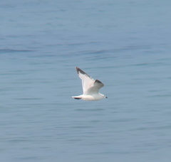 Ichthyaetus relictus