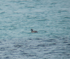 Melanitta stejnegeri