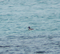 Melanitta stejnegeri