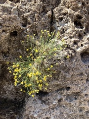 Perityle gilensis gilensis