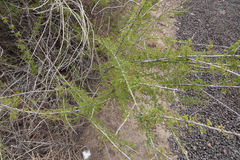 Vachellia vernicosa