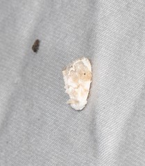 Niphopyralis