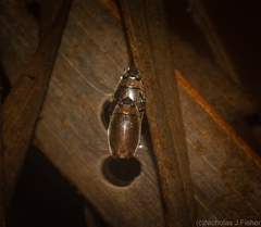 Macrogyrus australis