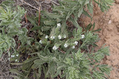Cryptantha crassisepala crassisepala