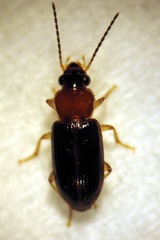 Euthenarus bicolor