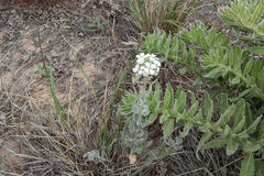 Dimorphocarpa wislizeni