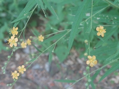 Sidastrum lodiegense