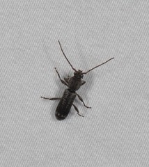 Phacodes