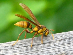 Polistes carnifex carnifex