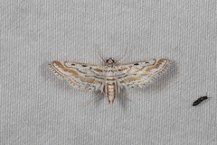 Parapoynx dentizonalis