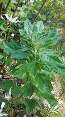 Artemisia suksdorfii