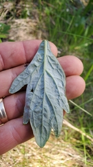 Artemisia suksdorfii