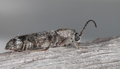 Phacodes
