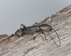Phacodes