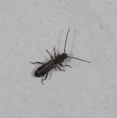 Phacodes
