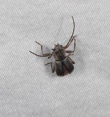 Phacodes