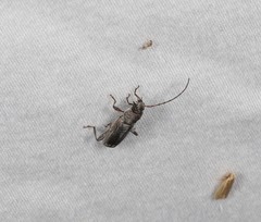 Phacodes