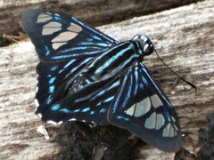 Phocides belus