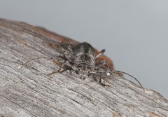 Phacodes