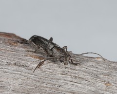 Phacodes