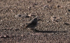 Geospizopsis unicolor