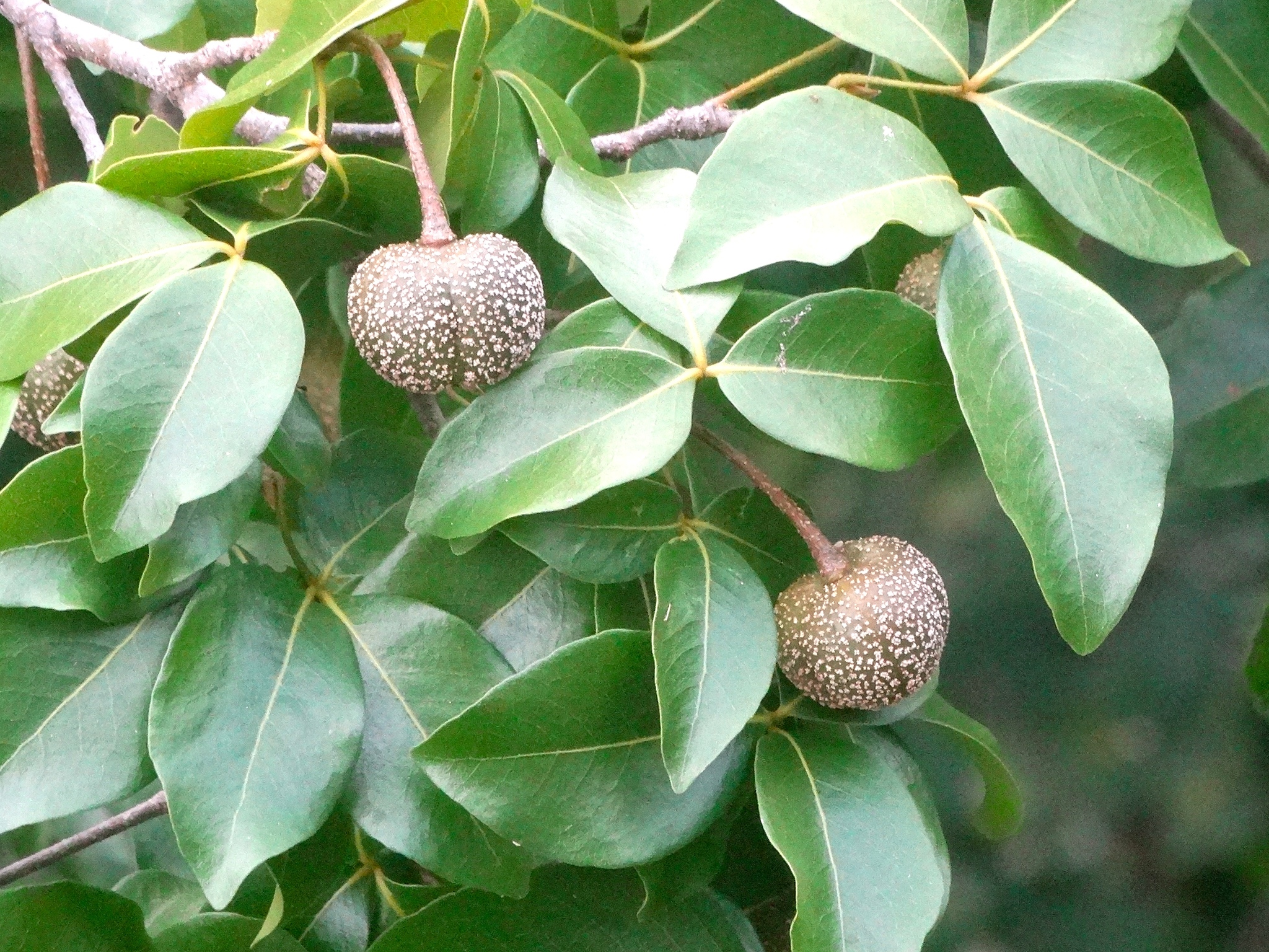 Picrodendraceae