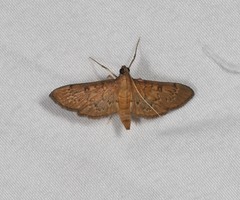 Tatobotys janapalis