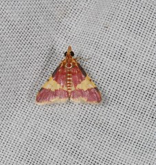 Taurometopa phoenicozona