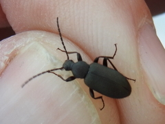 Lystronychus piliferus