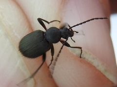 Lystronychus piliferus