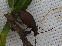 Lystronychus piliferus