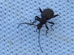 Lystronychus piliferus