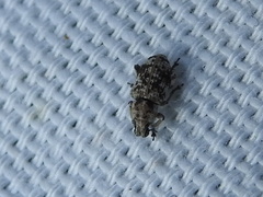 Colecerus marmoratus