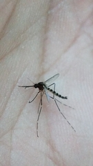 Aedes canadensis canadensis