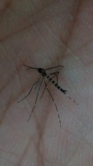 Aedes canadensis canadensis