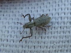 Pandeleteius nodifer