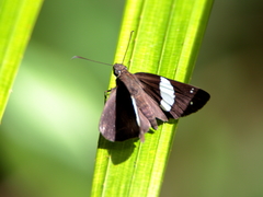 Notocrypta waigensis