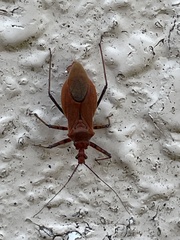 Cutocoris russatus
