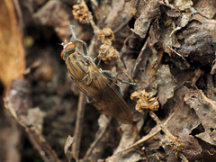 Brachyopa vacua