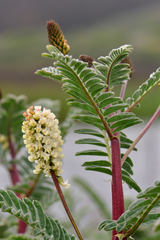 Astragalus pycnostachyus pycnostachyus