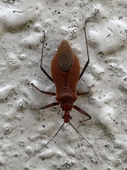 Cutocoris russatus
