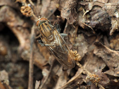 Brachyopa vacua
