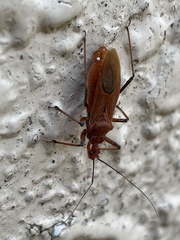 Cutocoris russatus