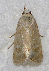 Leucocnemis perfundis