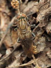 Brachyopa vacua