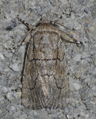 Sympistis induta