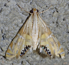 Petrophila daemonalis